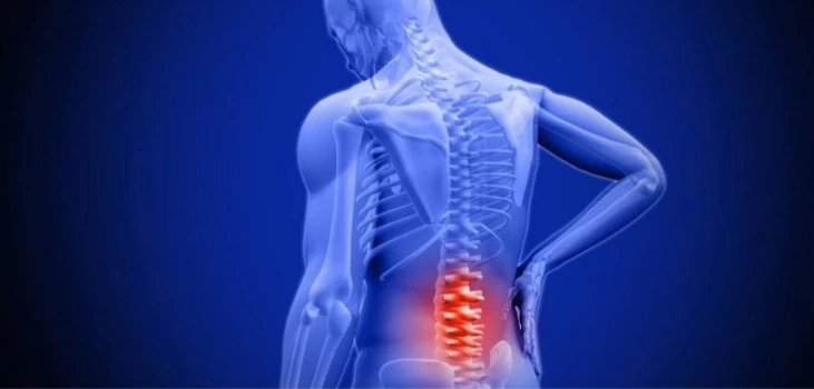 internal spine digital